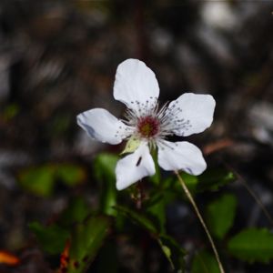 southern dewberry